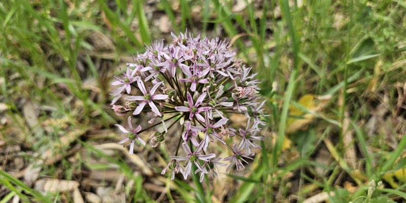 שביל האירוסים יער האילנות