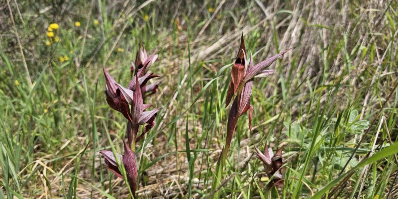 שביל האירוסים יער האילנות