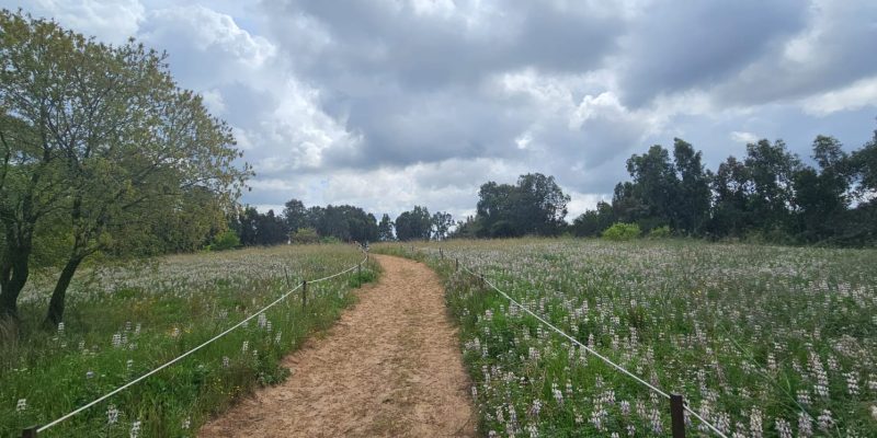 שביל האירוסים יער האילנות