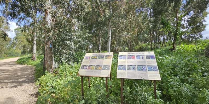 שביל האירוסים יער האילנות