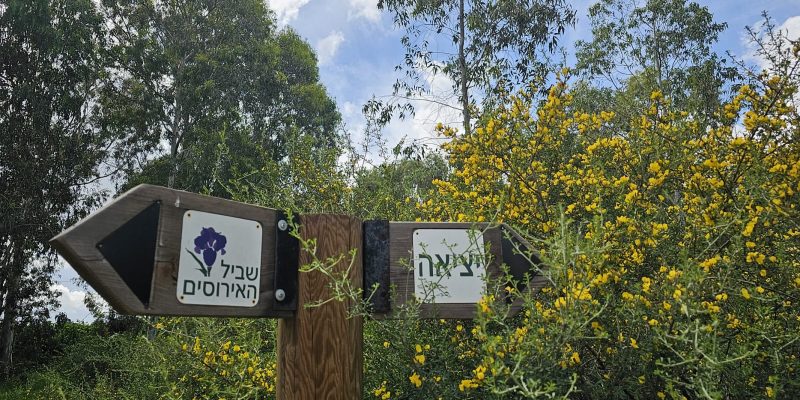 שביל האירוסים יער האילנות