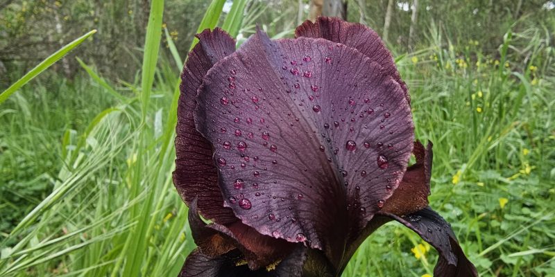 שביל האירוסים יער האילנות