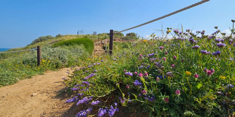 גן לאומי אפולוניה תל ארשף