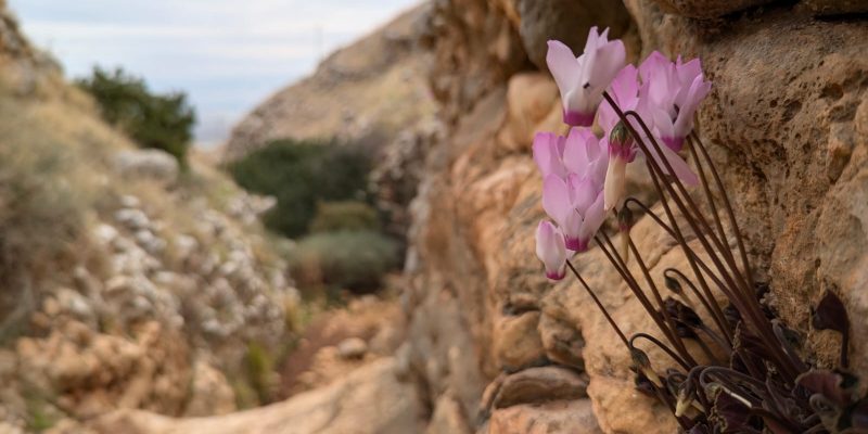 מסלול פריחה ומפלונים בנחל יצפור: שמורת טבע גלבוע מזרחי