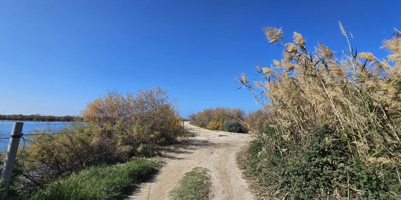 שמורת טבע ביצת נחל דליה