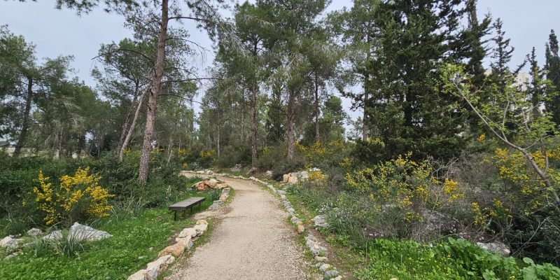 ספסלי מנוחה בשביל היער חריש