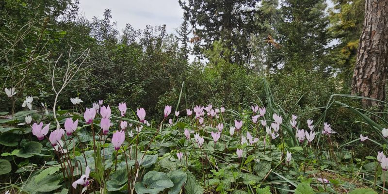 פריחת הרקפות בשביל היער חריש