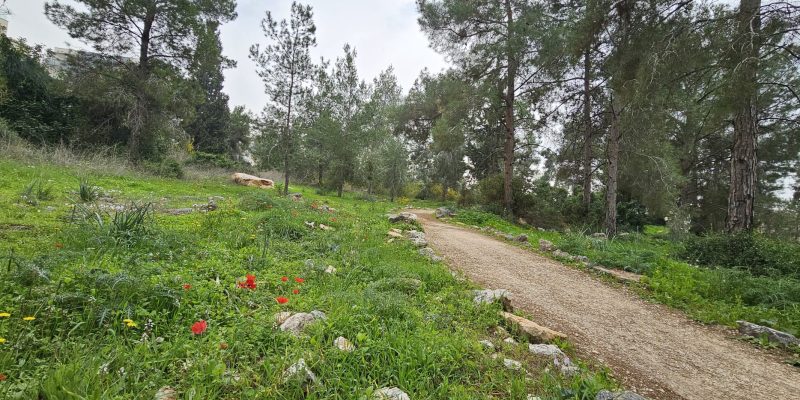 פריחת הכלניות בשביל היער חריש