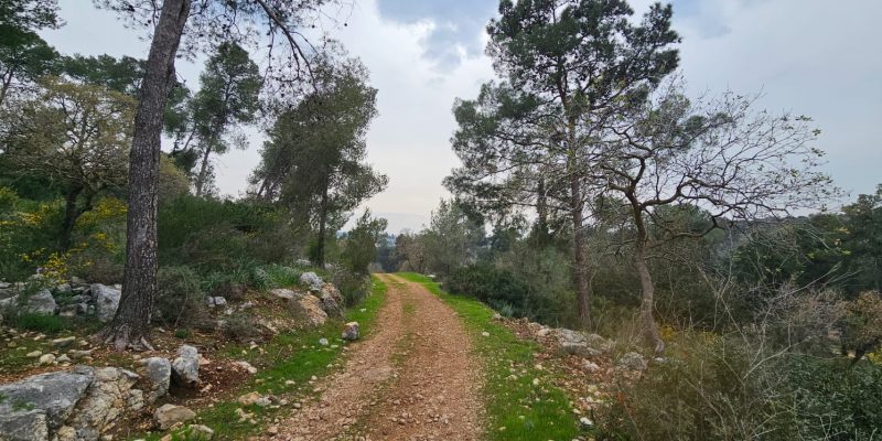 תל זאבים בחריש