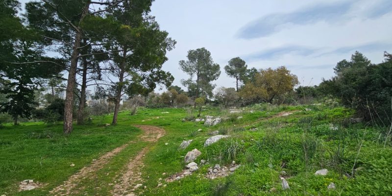 תל זאבים בחריש