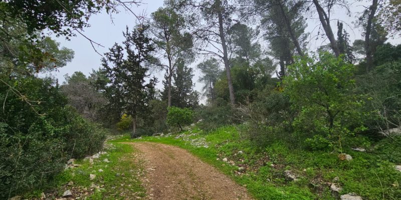 תל זאבים בחריש: מסלול פריחה ושרידי יישוב עתיק