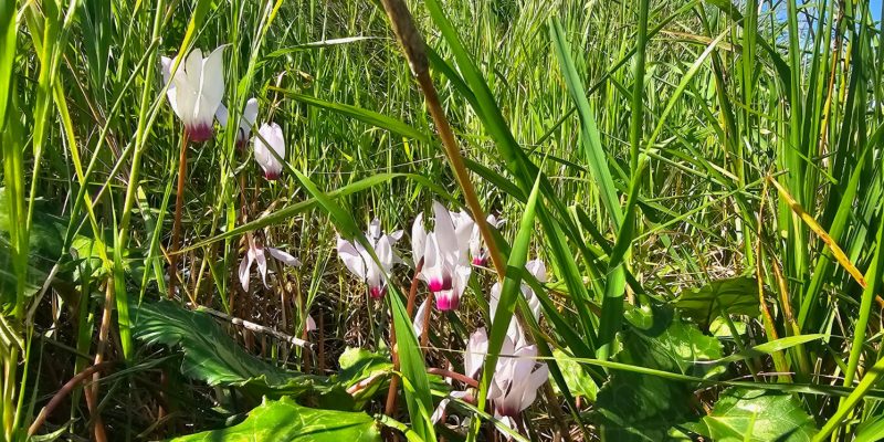 מבצר קאקון: גן לאומי קקון עמק חפר