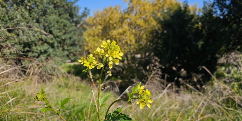 מבצר קאקון: גן לאומי קקון עמק חפר