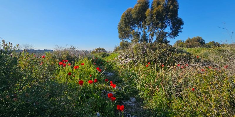 פריחה חורפית של הנוריות בחורבת מלח