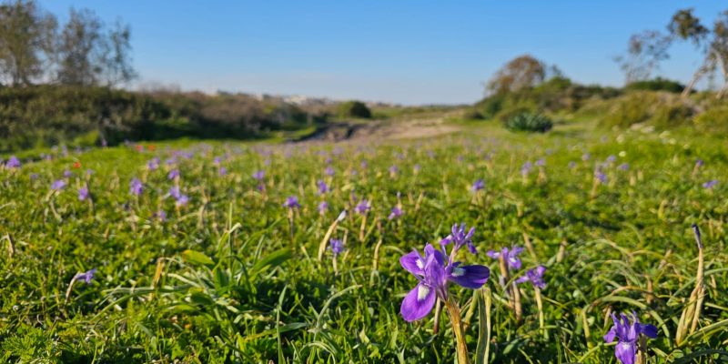 פריחה חורפית של הצהרונים בחורבת מלח