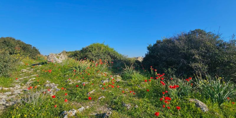פריחה חורפית של הנוריות בחורבת מלח