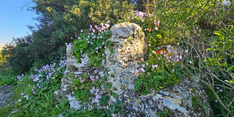 פריחה חורפית של הרקפות בחורבת מלח
