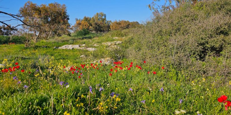 פריחה חורפית של הנוריות בחורבת מלח