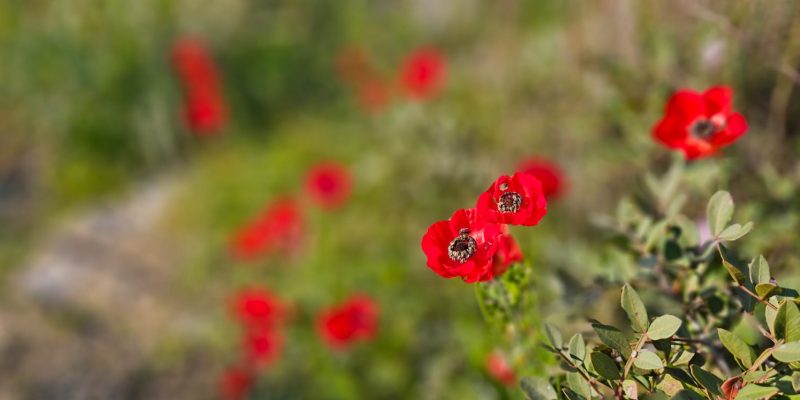 פריחה חורפית של הנוריות בחורבת מלח