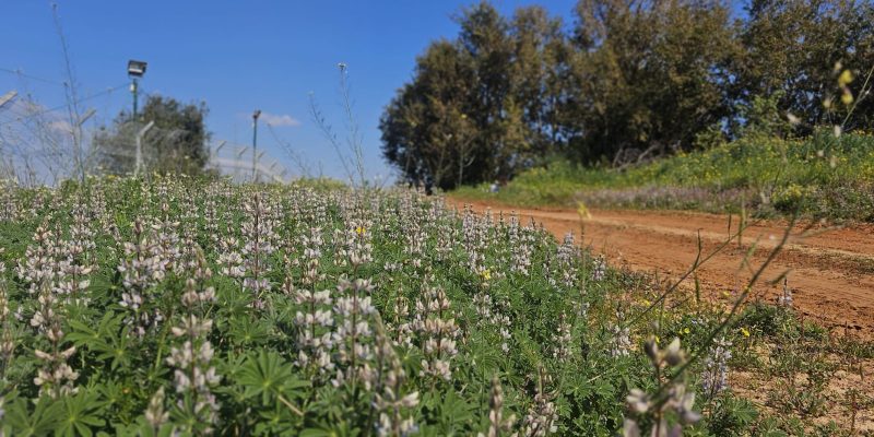 פריחת אירוס הארגמן: כפר הנוער הדסים באבן יהודה