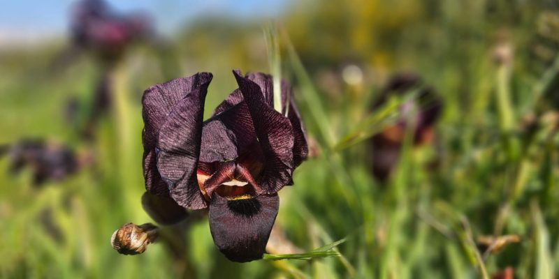 פריחת אירוס הארגמן: כפר הנוער הדסים באבן יהודה