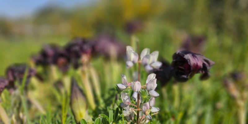 פריחת אירוס הארגמן: כפר הנוער הדסים באבן יהודה