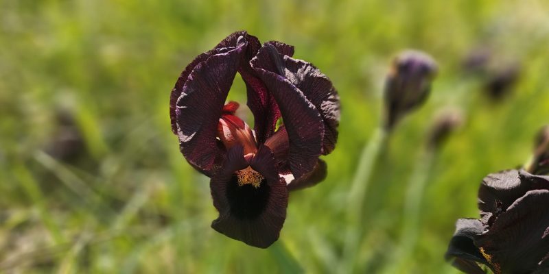פריחת אירוס הארגמן: כפר הנוער הדסים באבן יהודה