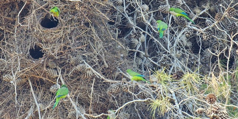 חורשת האקליפטוסים שמורת יקום ושער פולג