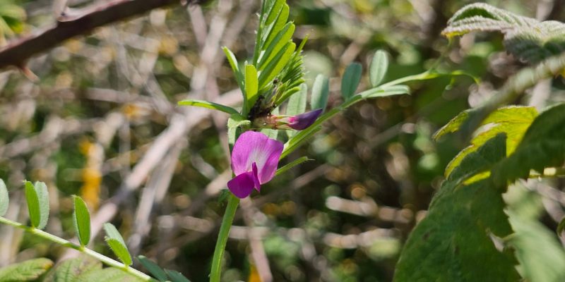 פריחה אביבית בשמורת יקום ושער פולג