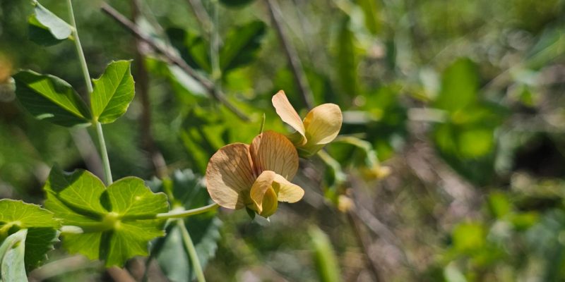 פריחה אביבית בשמורת יקום ושער פולג