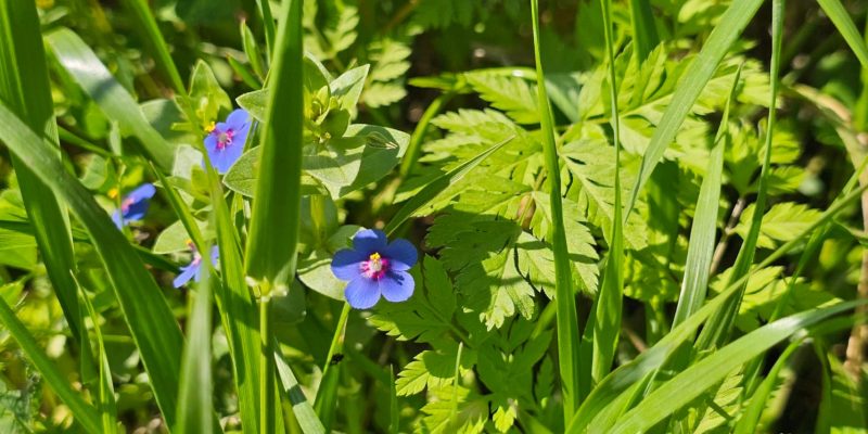 פריחה אביבית בשמורת יקום ושער פולג
