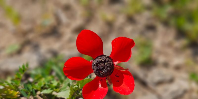 פריחה הנוריות בשמורת יקום ושער פולג