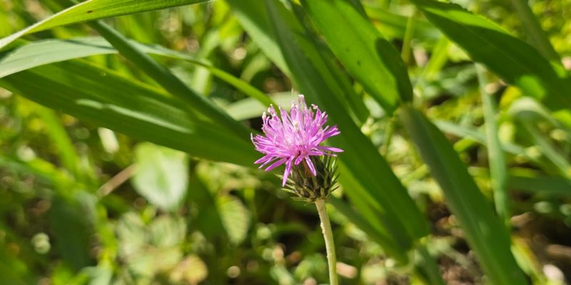 פריחה אביבית בשמורת יקום ושער פולג