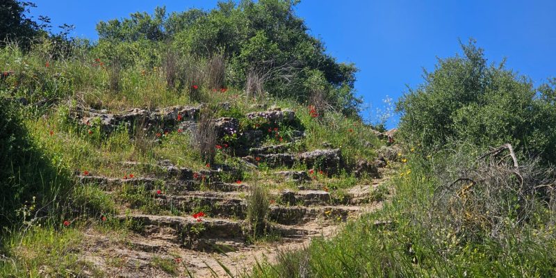 פריחה אביבית בשמורת יקום ושער פולג