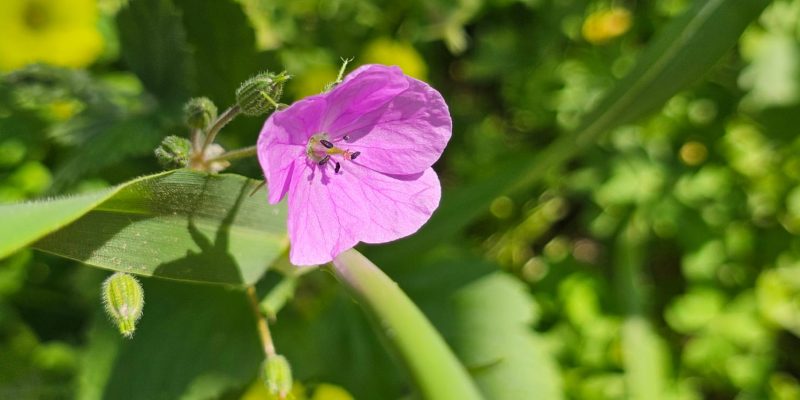 פריחה אביבית בשמורת יקום ושער פולג