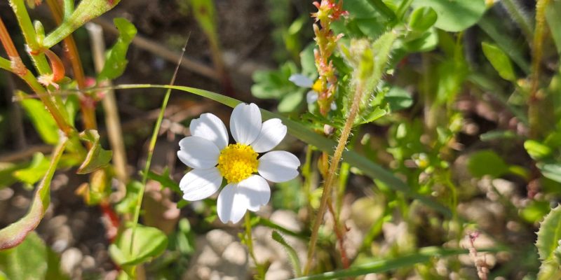 פריחה אביבית בשמורת יקום ושער פולג
