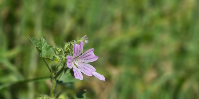 פריחה אביבית בשמורת יקום ושער פולג