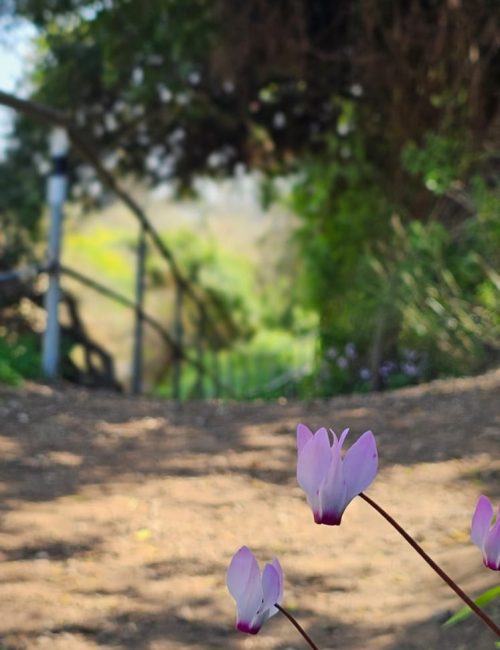 פריחה הרקפות בשמורת יקום ושער פולג