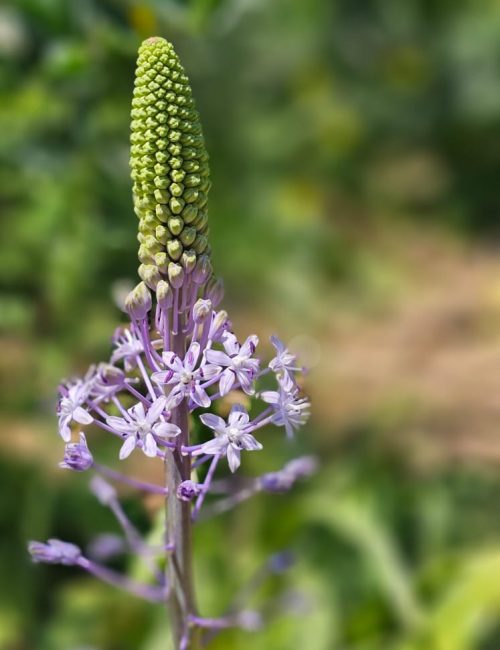 פריחה אביבית בשמורת יקום ושער פולג