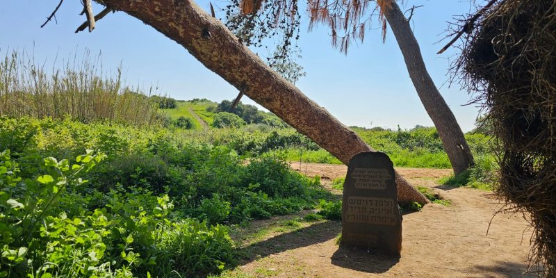 חורשת האקליפטוסים שמורת יקום ושער פולג