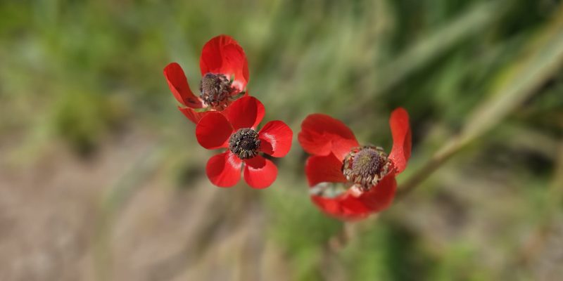 שמורת הטבע ביתן אהרון