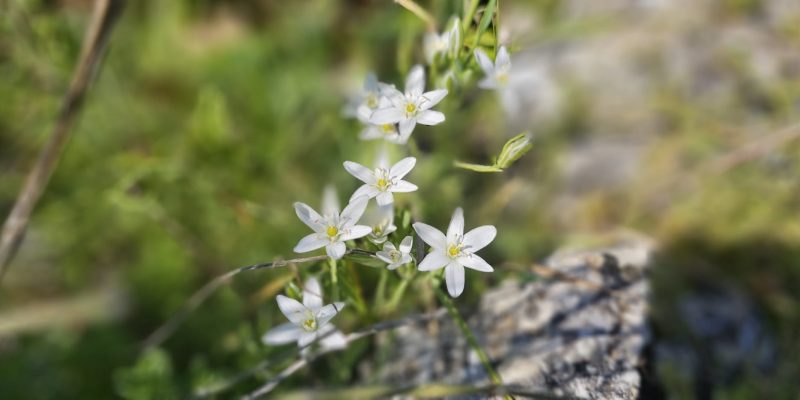 שמורת הטבע ביתן אהרון