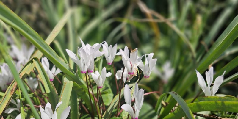 שמורת הטבע ביתן אהרון