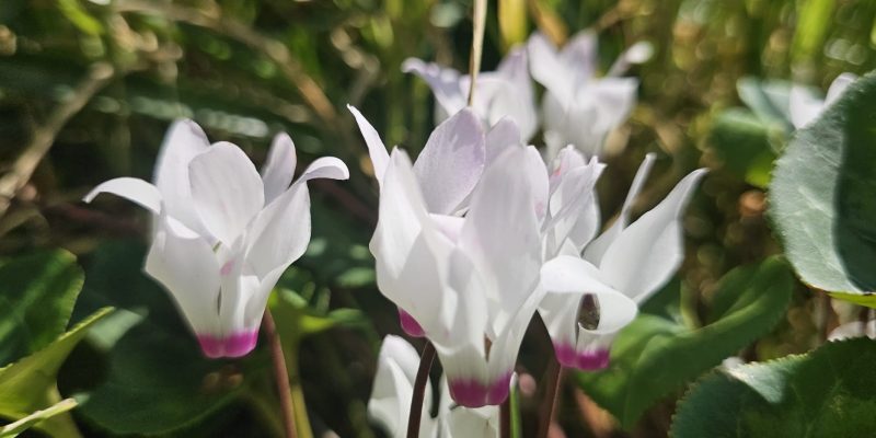 שמורת הטבע ביתן אהרון
