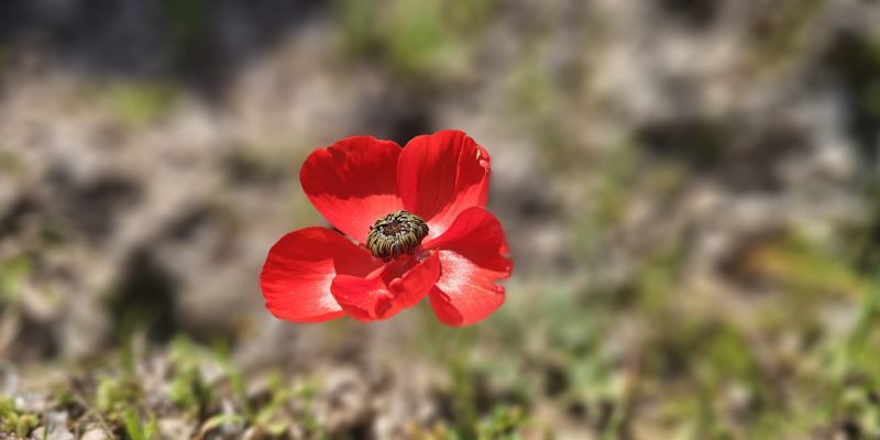 שמורת הטבע ביתן אהרון