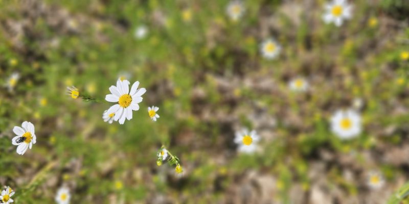 שמורת הטבע ביתן אהרון