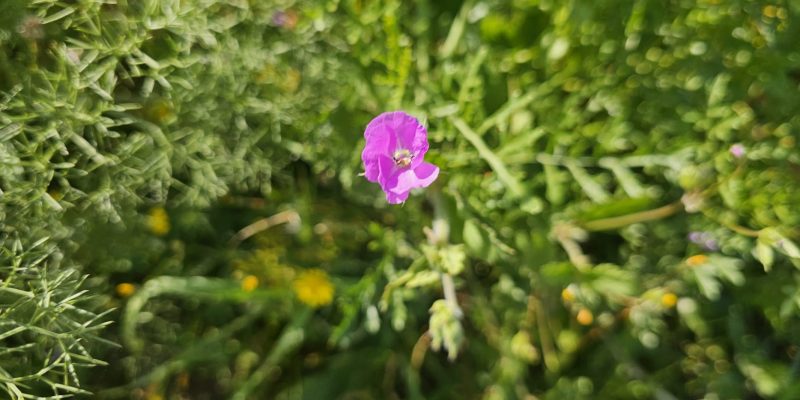 שמורת הטבע ביתן אהרון