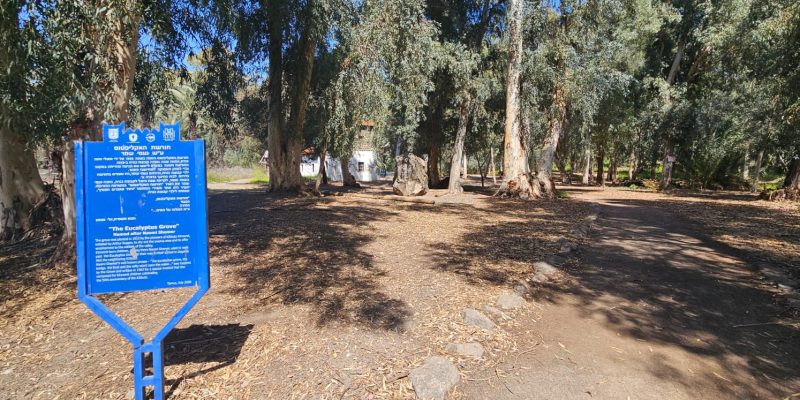 חורשת האקליפטוס על שם נעמי שמר