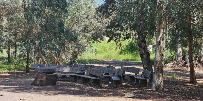 חורשת האקליפטוס על שם נעמי שמר