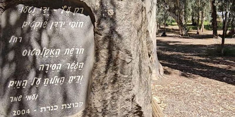 חורשת האקליפטוס: סיפור של שירה, זיכרון ונוף